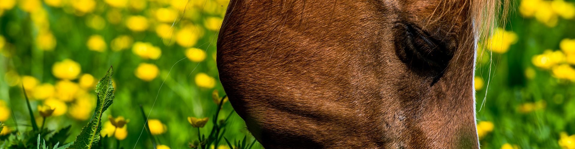 Paard_neus_bloemen_grazen