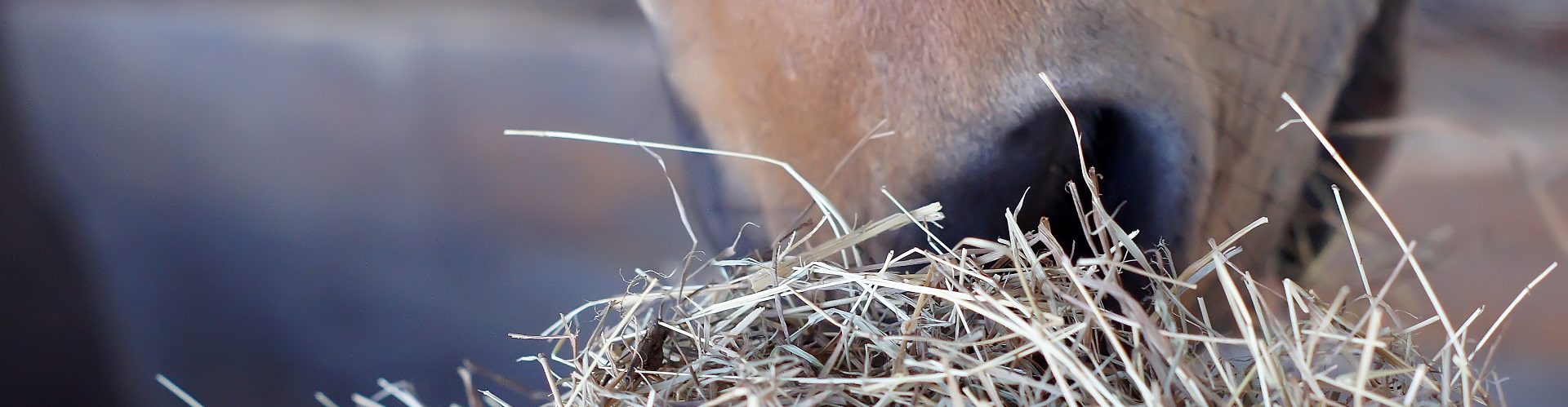 Paard_neus_hooi