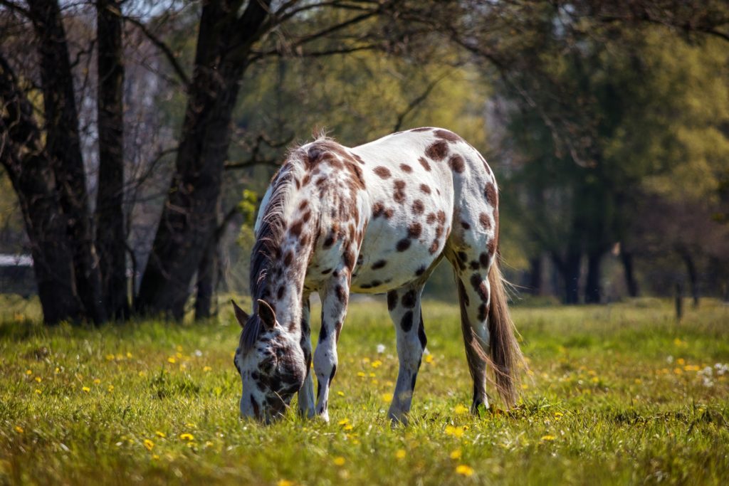 Eikenprocessierups, problemen bij paarden - De Hippische Ondernemer